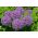 Allium Globemaster - květinové cibulky / hlíza / kořen