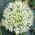 Allium karataviense - 3 구근 - Allium karataviense Ivory Queen