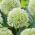 Allium karataviense Ivory Queen - pakuotėje yra 3 vnt
