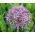 Allium christophii - 5 bulbi - Allium cristophii