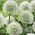 Decoratieve knoflook - Mont Blanc - Allium Mont Blanc