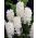 Hyacinthus Carnegie - Hyacinth Carnegie - 3 lampu -  Hyacinthus orientalis