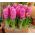 जलकुंभी गुलाबी मोती - जलकुंभी गुलाबी मोती - 3 बल्ब - 