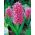 Гіацинт Рожевий Перл - Гіацинт Рожевий Перл - 3 лампи -  Hyacinthus orientalis 