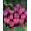 Crocus Zonatus - 10 kvetinové cibule