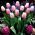 Tulipa Pink Diamond - Tulip Pink Diamond - 5 bulbi