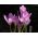 Colchicum Lilac Wonder - Φθινόπωρο Λιβάδι Σαφράν Lilac Wonder - βολβός / κόνδυλος / ρίζα -  Colchicum