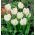 تيوليب الببغاء الأبيض - تيوليب الببغاء الأبيض - 5 البصلة - Tulipa White Parrot