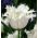 Tulipa Swan Wings - paquete de 5 piezas