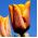 Tulpės Fidelio - pakuotėje yra 5 vnt - Tulipa Fidelio