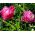Tulpes May Wonder - 5 gab. Iepakojums - Tulipa May Wonder