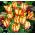 Vẹt rực lửa Tulipa - Vẹt lửa tulip - 5 củ - Tulipa Flaming Parrot