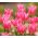 Tulipa China Pink - pacote de 5 peças