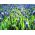 Žydrė latifolium - pakuotėje yra 10 vnt - Muscari latifolium