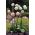 Allium Mount Everest - bulb / tuber / rădăcină