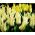 Tulipano Saporro - pacchetto di 5 pezzi - Tulipa Saporro