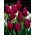 열렬한 튤립 - 열정적 인 튤립 - 5 알뿌리 - Tulipa Passionale