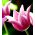 Tulp Claudia - pakket van 5 stuks - Tulipa Claudia