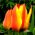 Tulipa Cape Cod - Tulipán Cape Cod - 5 květinové cibule