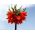 Fritillaria imperialis Ρούμπρα Μάξιμα - Βυζαντινή αυτοκρατορική Ρούμπρα Μάξιμα - βολβός / κόνδυλος / ρίζα -  Fritillaria imperialis