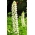 Lupino - Noblemaiden - 90 semillas - Lupinus polyphyllus