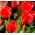 Spomladanska pesem - Tulip Spring Spring - 5 čebulic - Tulipa Spring Song