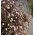Насіння мексиканської флебани - Erigeron karvinskianus - 390 насінь - насіння