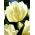 Tulipa White Parrot - paquete de 5 piezas