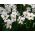 Narcis Actaea - Daffodil Actaea - 5 lukovica - Narcissus