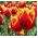 Tulpansläktet Lambada - paket med 5 stycken - Tulipa Lambada