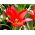 Tulipa Red Riding Hood - หมวกแดง Tulip - 5 หลอด