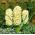 היקינתוס עיר הארלם - יקינתון עיר הארלם - 3 בצל -  Hyacinthus orientalis