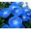 보라색 나팔꽃 종자 - Ipomoea purpurea - 135 종자 - 씨앗
