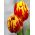 Tulipe Mickey Mouse - paquet de 5 pièces - Tulipa Mickey Mouse