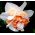水仙花漂移 - 黄水仙花漂移 -  5个洋葱 - Narcissus