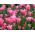 Tulipa Kitajska roza - tulipanova roza - 5 čebulic - Tulipa China Pink