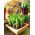 Pärlhyacintssläktet latifolium - paket med 10 stycken - Muscari latifolium
