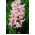 Bretaña - Lady Derby - paquete de 3 piezas -  Hyacinthus orientalis
