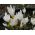 Crocus Ochroleucus - 10 kvetinové cibule