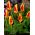 Tulipa Gluck  - 郁金香格鲁克 -  5个洋葱