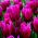 Tulip pasionat - Tulip pasionat - 5 bulbi - Tulipa Passionale