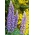 Gausialapis lubinas - The Governor - 90 sėklos - Lupinus polyphyllus