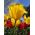 Tulipa Hamilton  - 郁金香汉密尔顿 -  5个洋葱