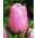 Tulipa Pink Diamond - pacote de 5 peças