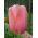 Tulipan Menton - pakke med 5 stk - Tulipa Menton