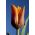 Fidelio Tulip - Tulip Fidelio - 5 kvetinové cibule - Tulipa Fidelio