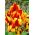 Кольоровий вигляд Тюльпана - Тюльпан Кольоровий очко - 5 цибулин - Tulipa Colour Spectacle