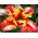 Tulpes Flaming Parrot - 5 gab. Iepakojums - Tulipa Flaming Parrot
