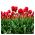 Tulipa荷兰 - 郁金香荷兰 -  5个洋葱 - Tulipa Hollandia