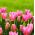 Tulipa Kitajska roza - tulipanova roza - 5 čebulic - Tulipa China Pink